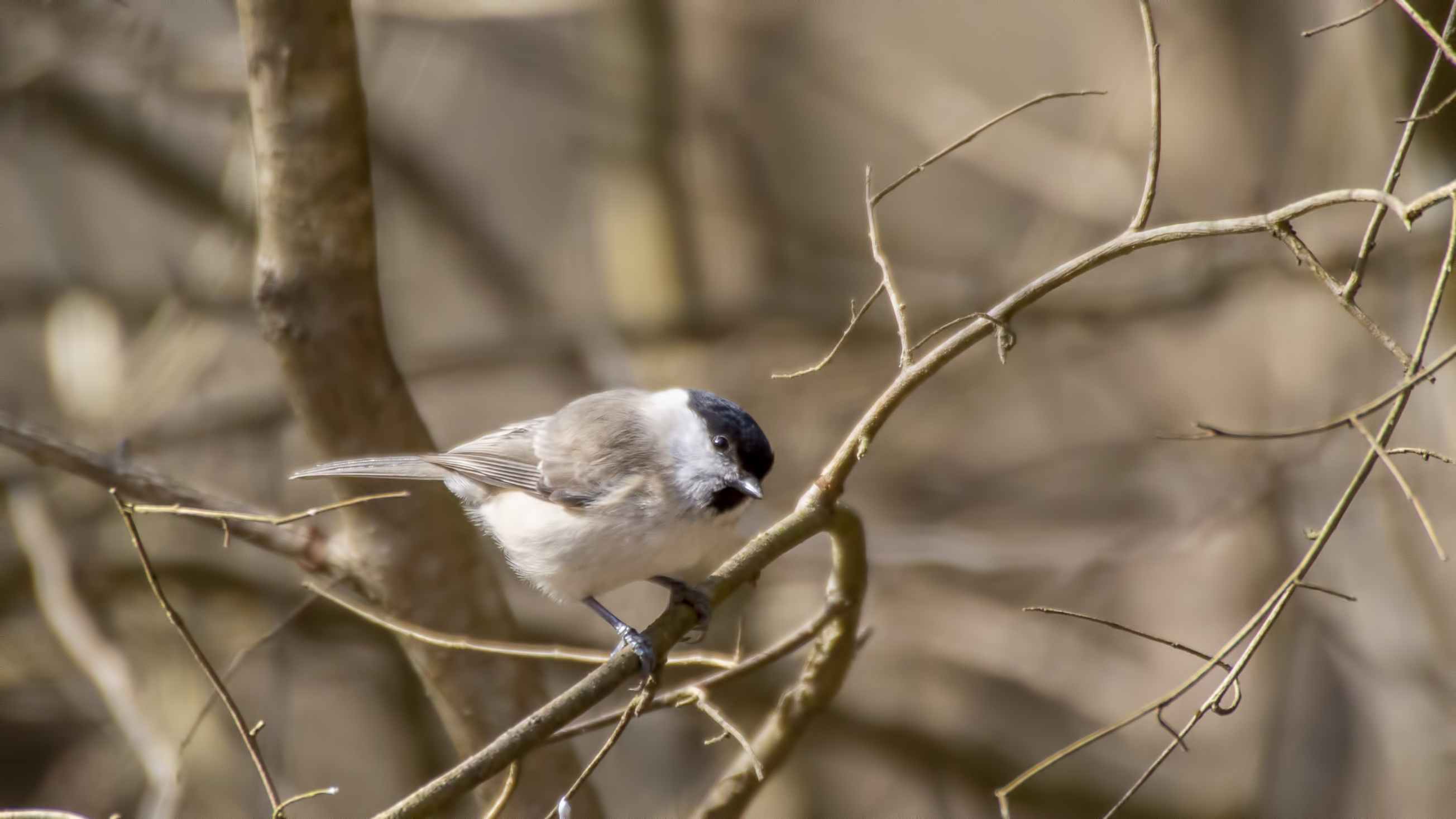 Marsh Tit